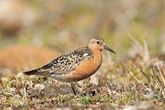 Red Knot